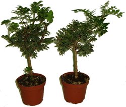PISTACIA LENTISCUS